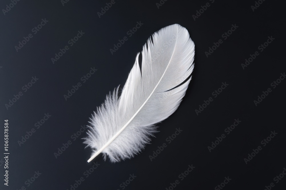 Obraz premium Delicate white feather against a dark background