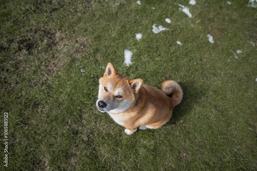 Shiba inu dog is sitting on the grass lawn at early spring, some snow on the ground. Top view. photo