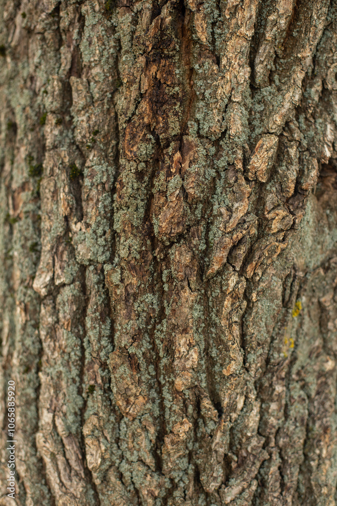 Obraz premium Old Wood Tree Texture Pattern Background