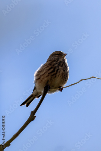 Female Linnet (Linaria cannabina) – Commonly found in grasslands, spotted at Turvey Nature Reserve, Dublin photo