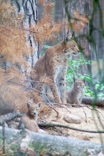 Photography Lynx Mother and Cubs in Forest Habitat Among Pine Trees
