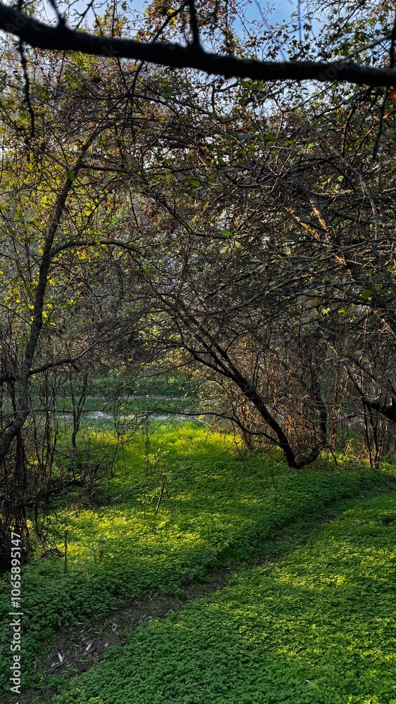 Fototapeta premium Sunlit Forest Path with Green Grass