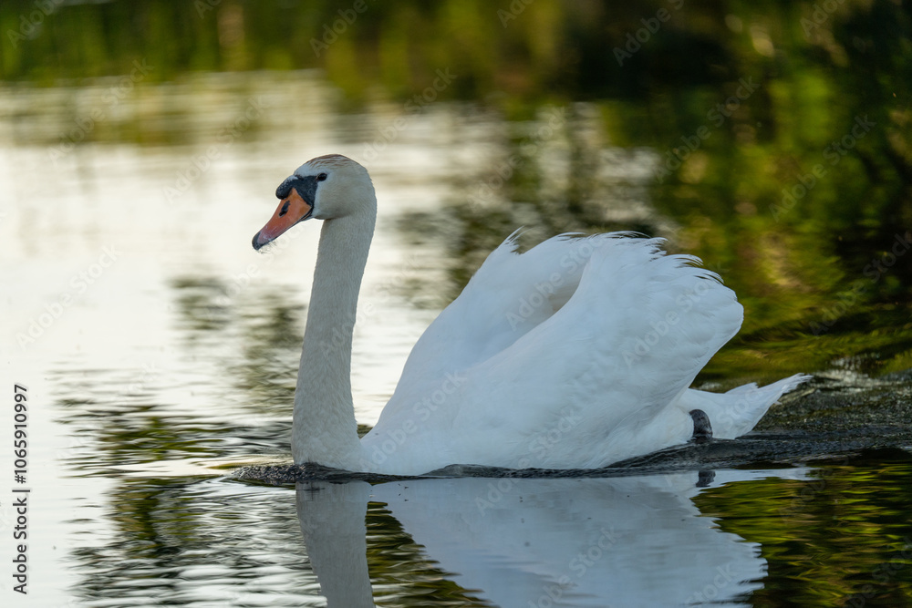 Mute swan Mute swan