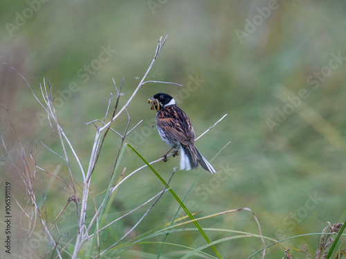 Common Reed Bunting  photo