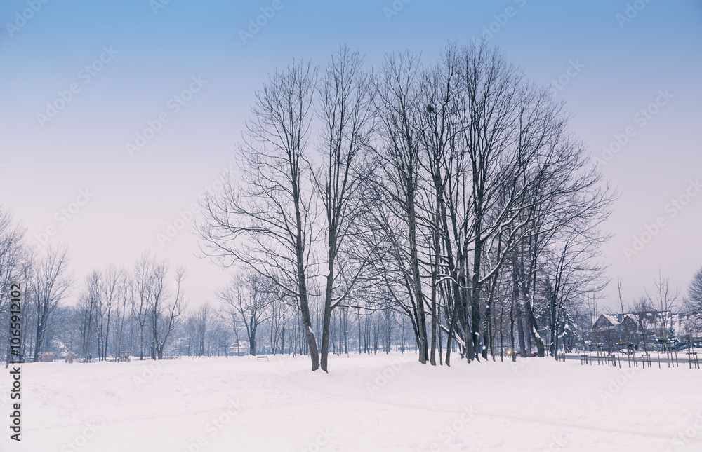Obraz premium Snow covers the ground and trees in a park in zakopane, poland, with houses and a street visible in the distance on a cold winter day