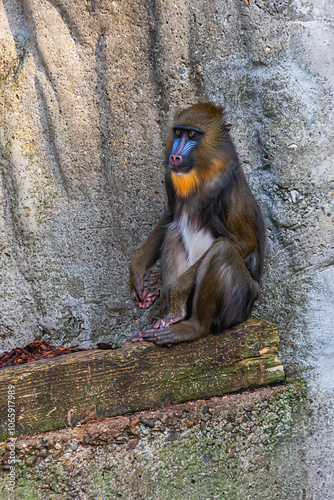 Japanese Macaque (Macaca fuscata) in Amsterdam Artis Zoo. Amsterdam Artis Zoo is oldest zoo in the country. Amsterdam, the Netherlands. photo