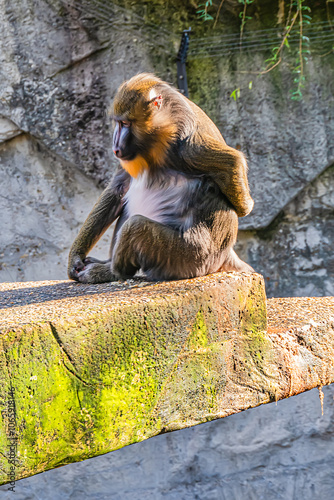 Japanese Macaque (Macaca fuscata) in Amsterdam Artis Zoo. Amsterdam Artis Zoo is oldest zoo in the country. Amsterdam, the Netherlands.