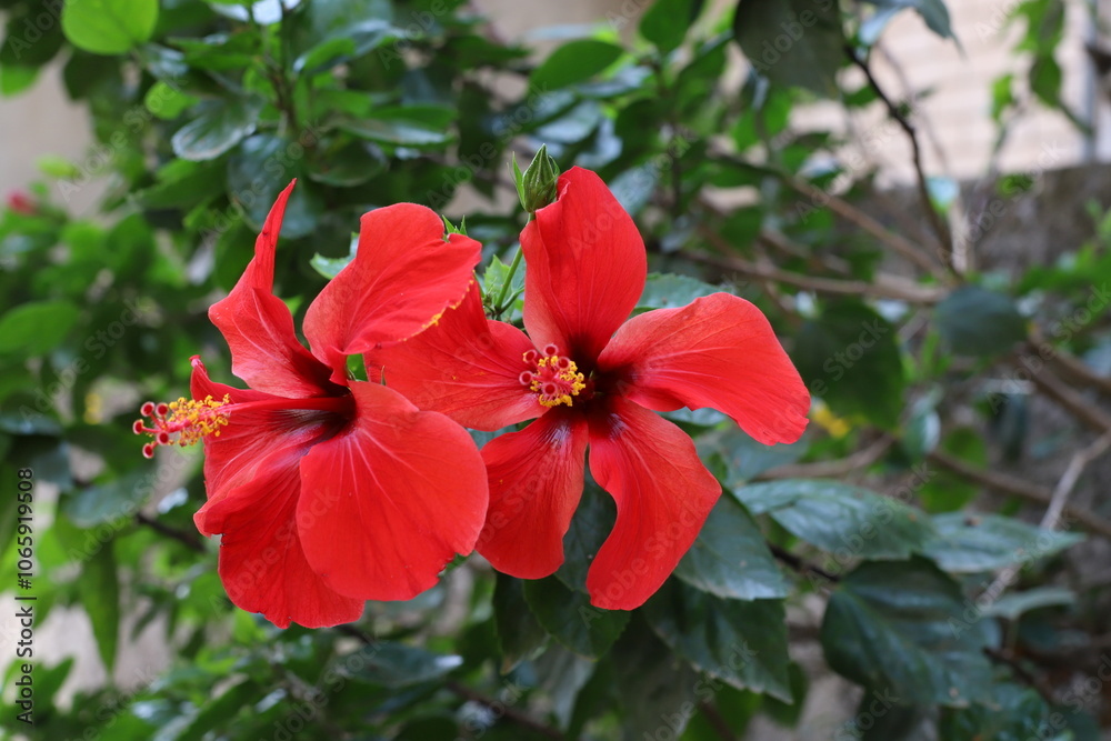 Summer flowers in the city park