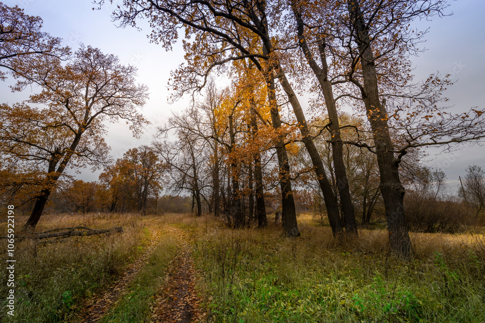 Fototapeta premium A forest with trees in autumn colors