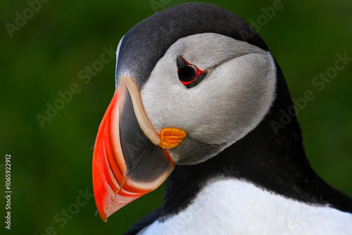 Beautiful close-up portrait of an Atlantic puffin or common puffin in Iceland