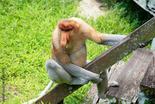 Proboscis Monkey Nasalis larvatus in mangrove rain forest photo