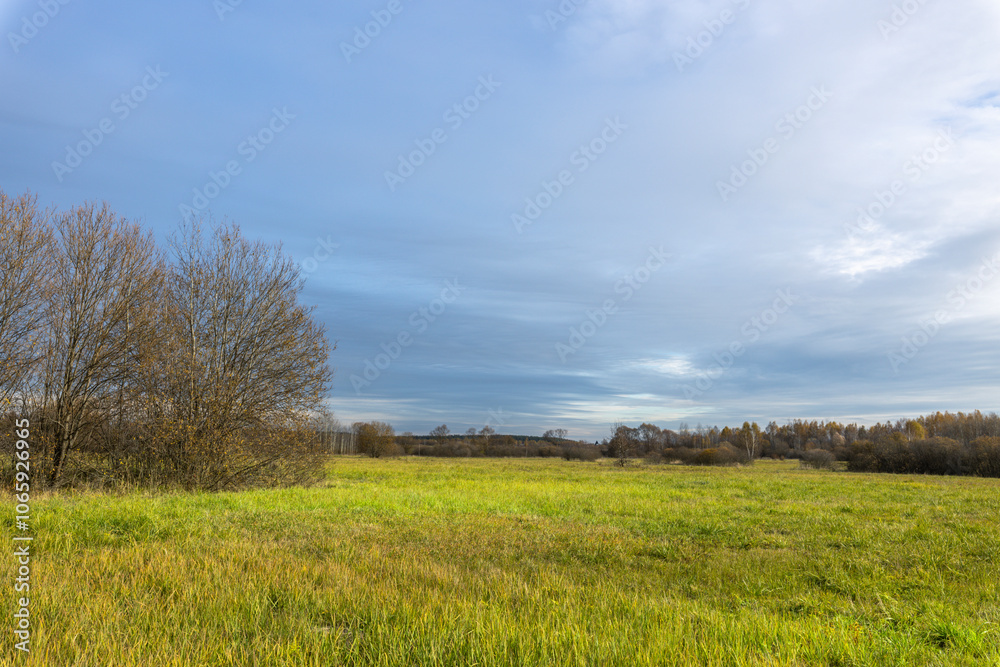 Obraz premium A field of grass with a few trees in the background