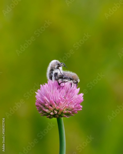 Macro shot of Glaphyridae sits on a Red Clover plant in bloom, against a blur green background photo