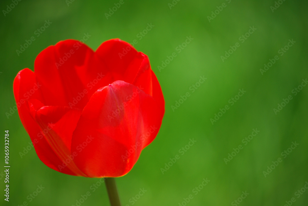 Obraz premium Red Tulip