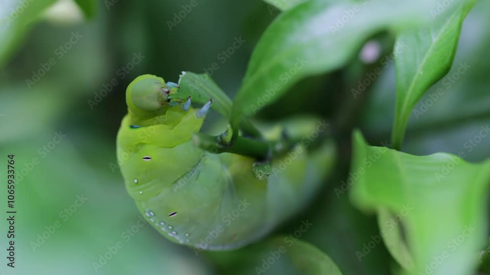 Close up of Daphnis nerii, oleander hawk-moth caterpillar eating a leaf, Thailand