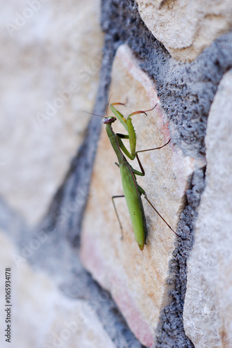 European mantis