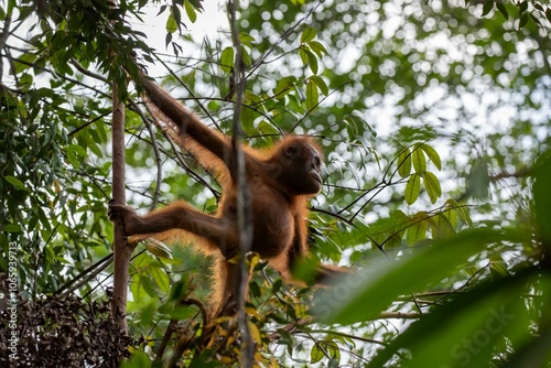 Young orangutan in treetop