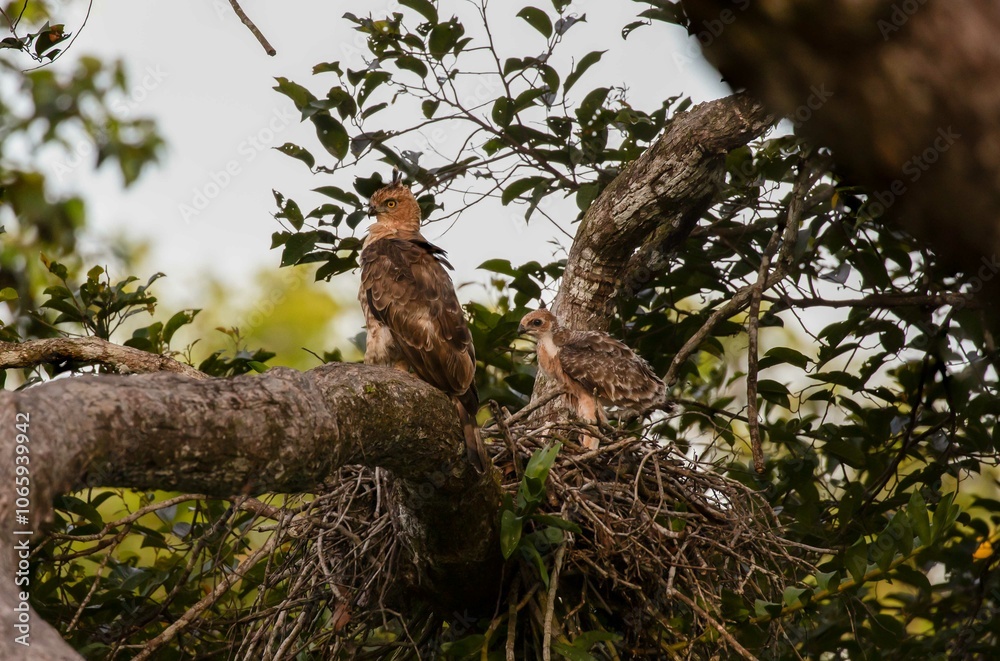 Obraz premium Wallaces hawk eagle with chick