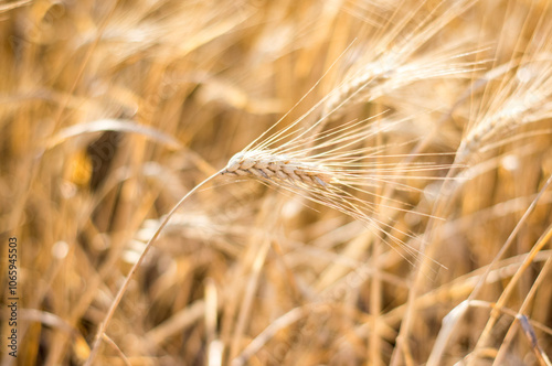 Wheat field