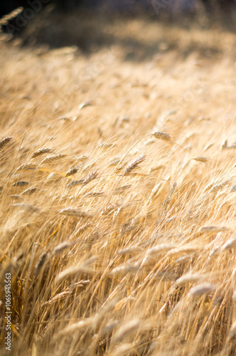 Wheat field