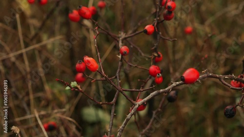 Shipshina close-up.
Ripe berries on the branches.
Shishina bush photo