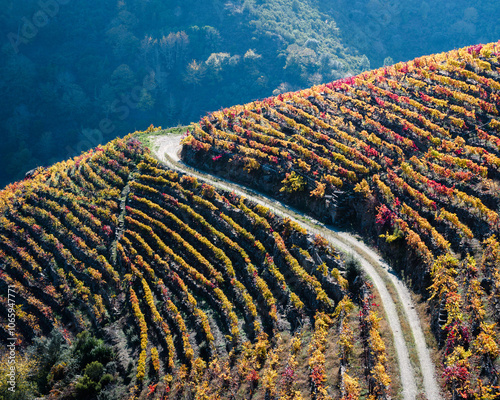 Rows of vines coloured by autumn photo