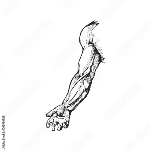 A detailed hand drawn sketch of a muscular arm, showcasing the intricate details of the biceps, triceps, and forearm muscles