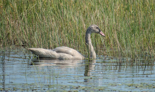 Young swan swimming among reeds