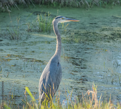 blue heron near a marshy water body