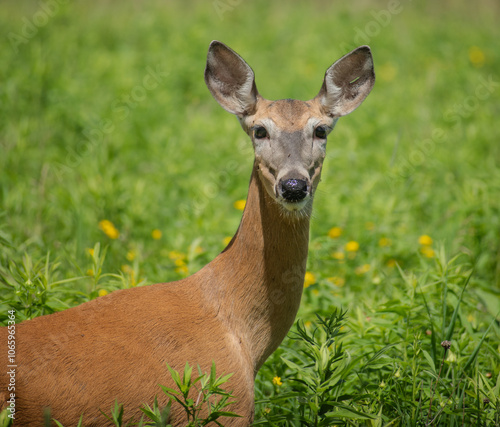 deer in a field looking at camera