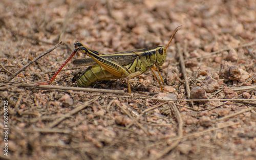 grasshopper on gravel