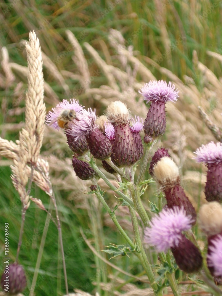 Obraz premium CREEPING THISTLE FLOWERS IN GREENERY
