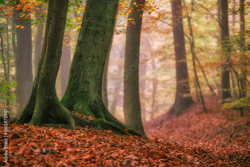 Autumn in the beech forest photo