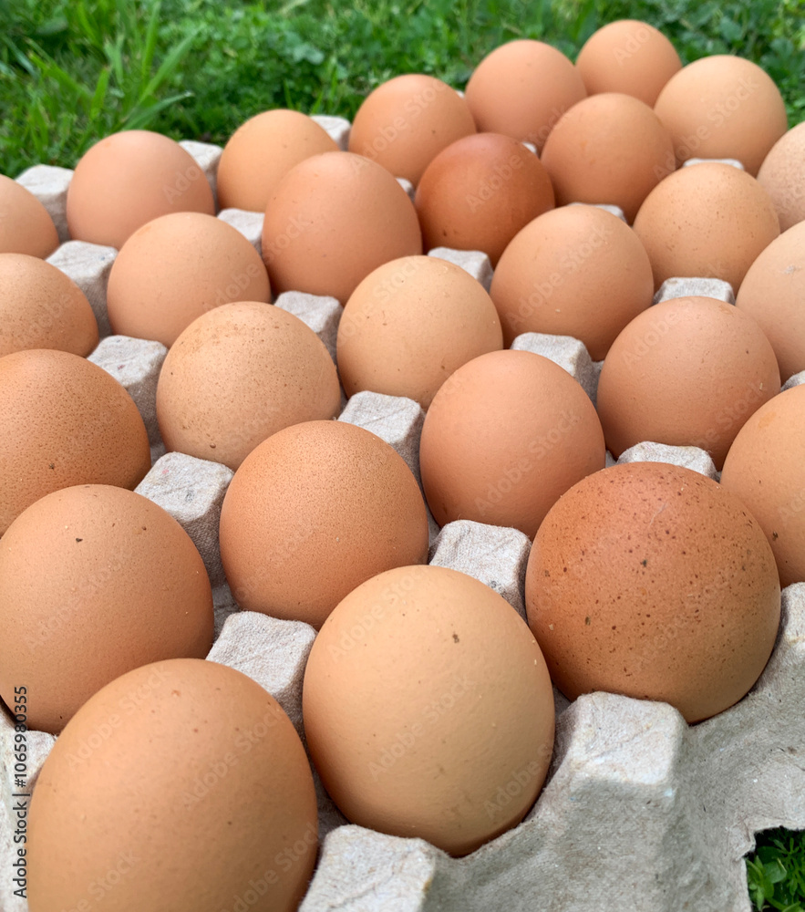 Fresh eggs from free-range hens, captured with natural lighting to highlight their vibrant color and smooth texture. Perfect for illustrating concepts of healthy eating and sustainability. Fresh eggs from free-range hens, captured with natural lighting to highlight their vibrant color and smooth texture. Perfect for illustrating concepts of healthy eating and sustainability.