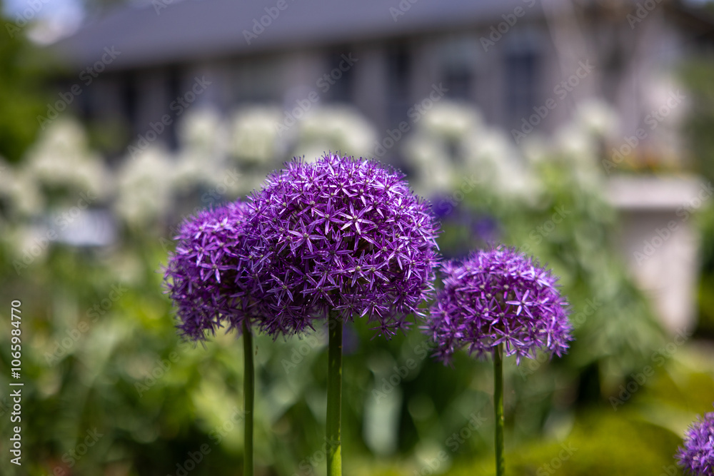 Purple Allium Flowers in Full Bloom.