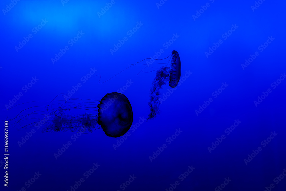 Pair of Jellyfish Swimming in the Deep Blue Sea.
