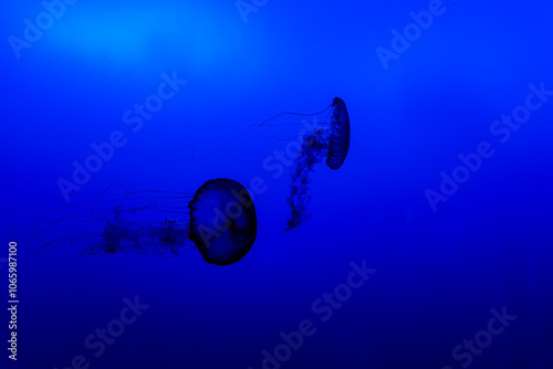 Obraz na płótnie Pair of Jellyfish Swimming in the Deep Blue Sea. w salonie