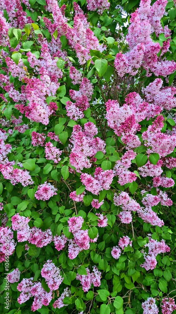 Fototapeta premium Lilac bushes bloom beautifully and smell pleasant on warm spring days