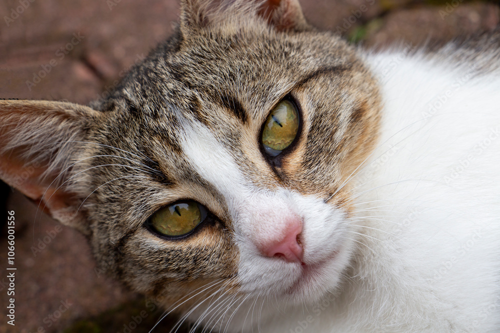 Fototapeta premium Close portrait of a beautiful female tabby cat