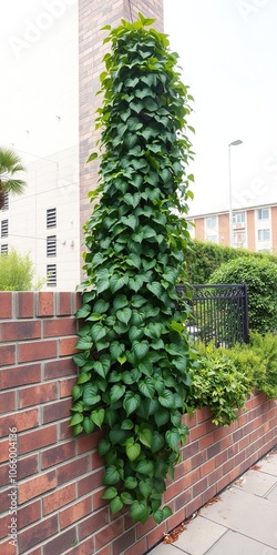 Lush green plant climbing vertically on a brick garden wall, adding natural beauty to the urban landscape, lush, texture, landscaping