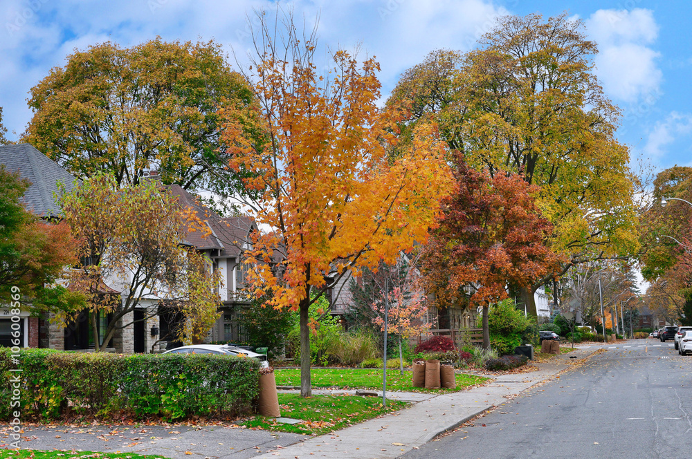 Fototapeta premium Residential street with fall foliage