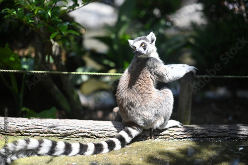 ring lemur photo