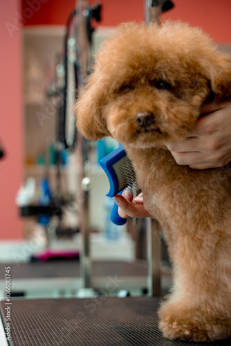 Grooming of fluffy maltipoo. Using animal deshedding brush to remove tangles and lose dog hair. Groomer is improving health condition of pet coat.