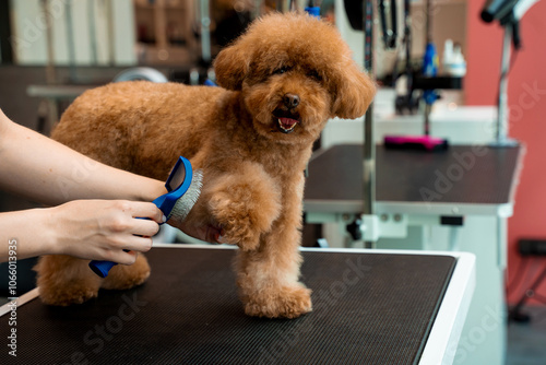 Cute maltipoo is standing obediently while groomer is using dog shedding tool to clean puppy for dirt. Combing fluffy pet with professional brush. Grooming workshop.