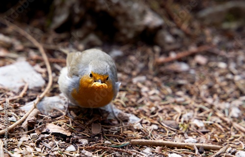 Robin bird on the ground