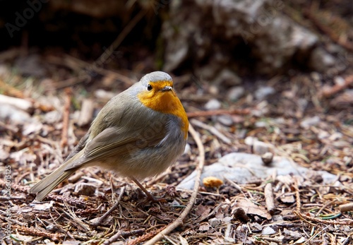 robin bird on the ground