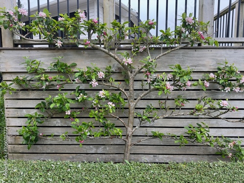 Tableau sur toile Espaliered apple tree with pink blossoms growing along a trellis in spring