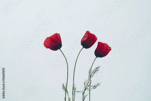 Trio de coquelicots rouges dansant sur fond clair avec feuillage délicat. photo