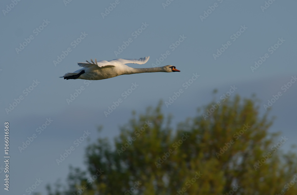 Obraz premium Mute Swan