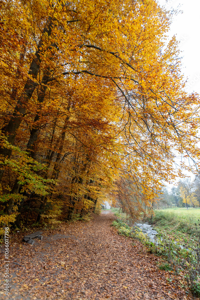 Obraz premium An empty dirt road in the woods